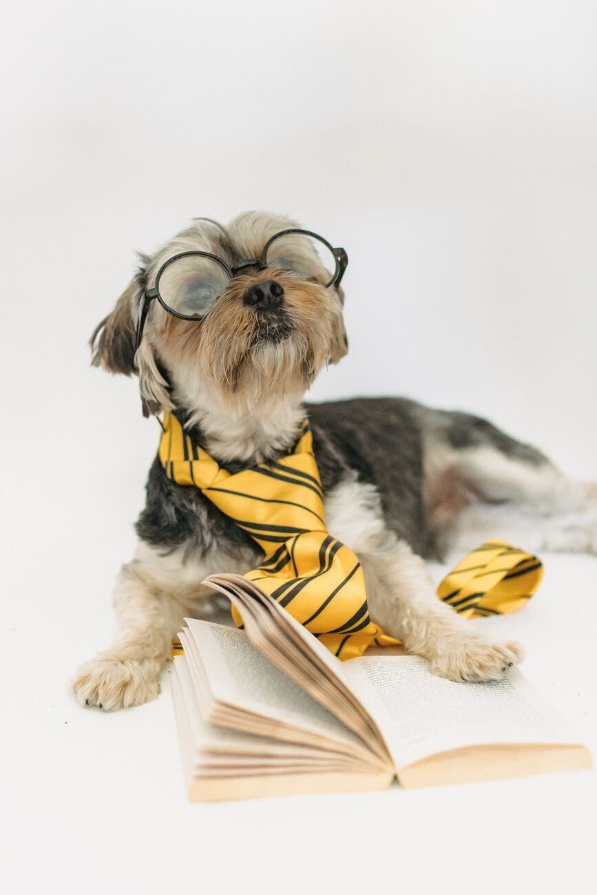 What About Service Animals? cute dog lying on floor with novel